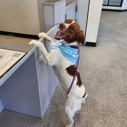 Green collar - White and orange female Brittany puppy in Belleview, Florida from Gourley's Brittanys