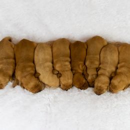 Boy 5 - male Labrador Retriever puppy in Fresno, California from Whiskey River Labradors