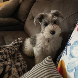 Miniature Schnauzer Puppies from L & R Miniature Schnauzers