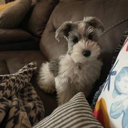 Miniature Schnauzer Puppies from L & R Miniature Schnauzers