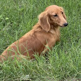 Amber - Dachshund