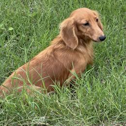 Amber - Dachshund