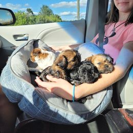 Shih Tzu Puppies from Chimera Shih Tzu