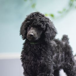 Texas Toast - Black male Poodle puppy in Arlington, Tennessee from Golden Hour
