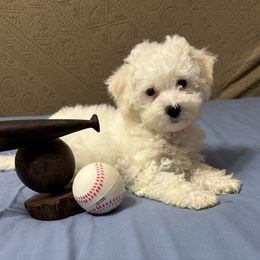 Tiny - Orange - White and apricot male Bichon Frise puppy in 63101 (St. Louis Metro Area), Missouri from BichonSTL