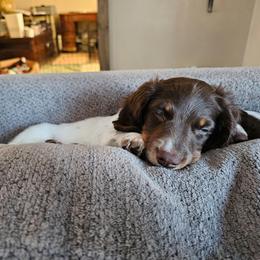 Acorn - Piebald male Dachshund puppy in Saginaw, Michigan from Emily's Dachshunds