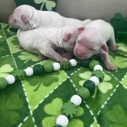 Female 1 - White Coton de Tulear puppy in Ludington, Michigan from Cotten's Sunset Kennels