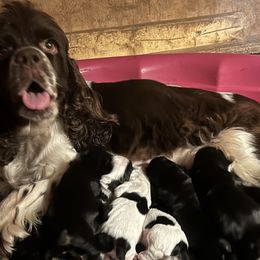 Cocker Spaniels and Saint Bernards from Hirt House Saints