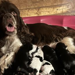 Cocker Spaniels and Saint Bernards from Hirt House Saints