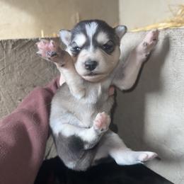 Girl 1 - Sable and white female Siberian Husky puppy in Iron River, Wisconsin from Wiemeri Siberians