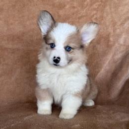 Girl 1 fawn merle - Fawn merle female American Corgi puppy in Huntington Beach, California from Gingerbread