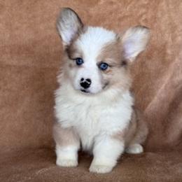 Girl 1 fawn merle - Fawn merle female American Corgi puppy in Huntington Beach, California from Gingerbread