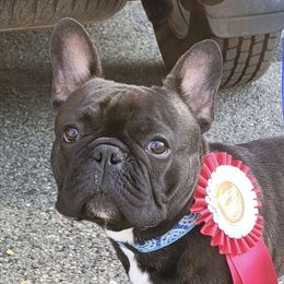 Roland - French Bulldog