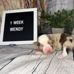 WENDY - Red merle female Miniature Australian Shepherd puppy in Peoria, Arizona from B My Sunshines Mini Aussies