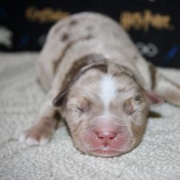 Australian Shepherd Puppies from HP Aussie Kennels