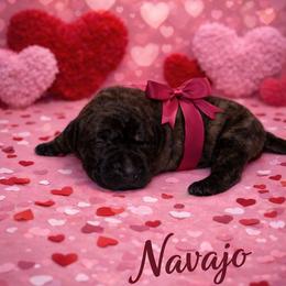 Navajo - Tiger female Perro de Presa Canario puppy in Horizon, Texas from Mesquite Creek Kennels