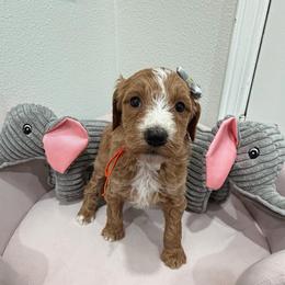 Orange - Apricot female Goldendoodle puppy in Bakersfield, California from Lavish Doodles