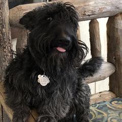 Huckleberry - Scottish Terrier