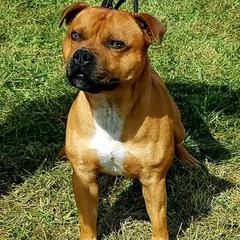 Staffordshire Bull Terrier All Grown Up from Shortyrock Staffordshire Bull Terriers