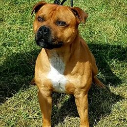 Staffordshire Bull Terrier All Grown Up from Shortyrock Staffordshire Bull Terriers
