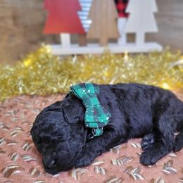 Rosie - Black female Goldendoodle puppy in Woodburn, Indiana from DNLS Doodle Puppies