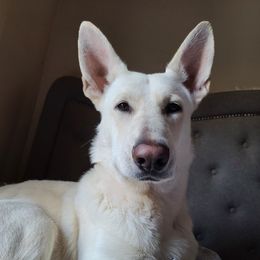 Odysseus - German Shepherd