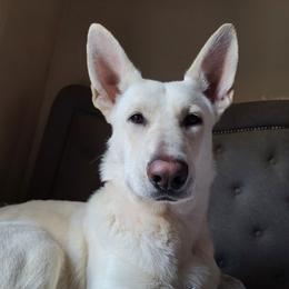Odysseus - German Shepherd