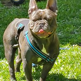 Blue - French Bulldog