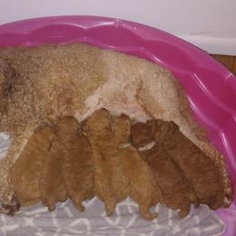 Majenta collared girl - Red  female Poodle puppy in Licking, Missouri from Majestic Embrace Poodles