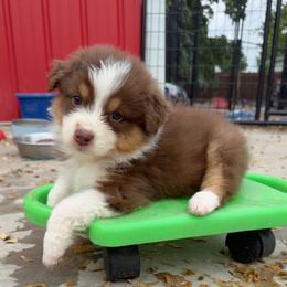 Sunny - Red tri-color female Australian Shepherd puppy in Kearney, Nebraska from Helix Aussies