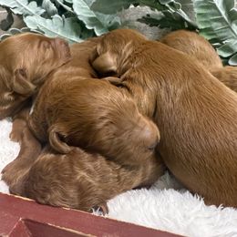 Goldendoodle puppies from Ewing Acres