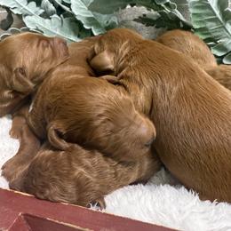 Goldendoodle puppies from Ewing Acres