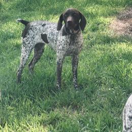 Maggie - German Shorthaired Pointer