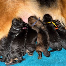 Blue Collar - Black and red male German Shepherd puppy in Orlando, Florida from AceHaven Canines