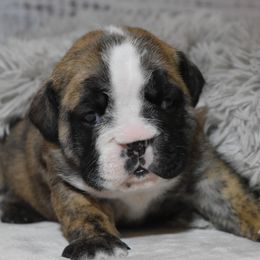 Phyllis - Brindle female Bulldog puppy in Caledonia, New York from Raise The Woof Bulldogs