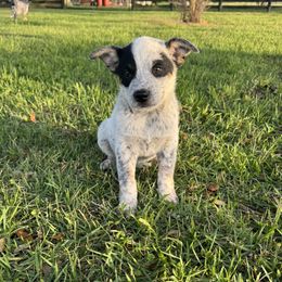 Girl 3 - Blue mottled female Australian Cattle Dog puppy in Ocala, Florida from Mayhem Ranch