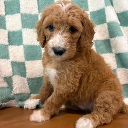 Peter Pan - Parti male Goldendoodle puppy in Pittsburg, Texas from Peachy Pine Goldendoodles