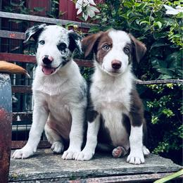 Boy 5 - blue merle - Blue merle male Border Collie puppy in Minden, Iowa from Rocking N Registered Border Collies & Labradors