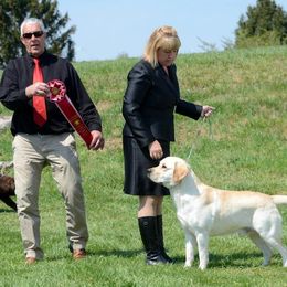 Labrador Retriever All Grown Up from Judy Lesch's Labrador Retrievers