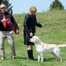 Labrador Retriever All Grown Up from Judy Lesch's Labrador Retrievers