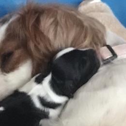 Cavalier King Charles Spaniels and Cavapoos from Monica's Cavalier King Charles Spaniels