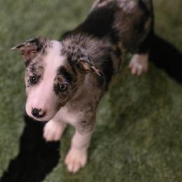 Australian Cattle Dog and Border Collie Puppies from 3R Ranch / Australian cattle dogs