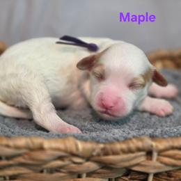 Maple - Parti female Goldendoodle puppy in Summerville, South Carolina from Channys Doodles