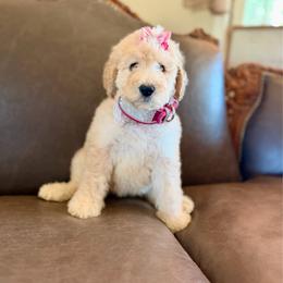 Honor - Red female Bernedoodle puppy in Lookout, California from Remington Kennels, LLC