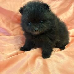 Lilly - Black female Pomeranian puppy in Rockledge, Florida from Skye pomeranians