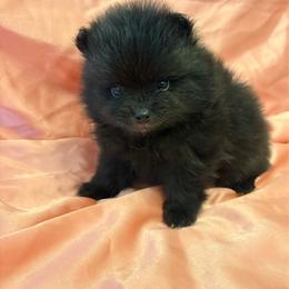Lilly - Black female Pomeranian puppy in Rockledge, Florida from Skye pomeranians