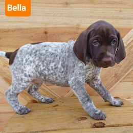 Bella - Liver roan female German Shorthaired Pointer puppy in Elberta, Alabama from Old Orchard Farm