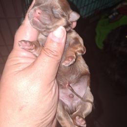 Fudge - Chocolate male Shih Tzu puppy in Memphis, Tennessee from Lady and the Tramp