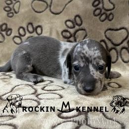 Blue Dapple Female - Dapple female Dachshund puppy in George West, Texas from Rockin M Kennel