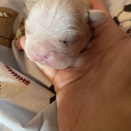 Tony - Blue male Boston Terrier puppy in Johnstown, Colorado from R&M Bostons